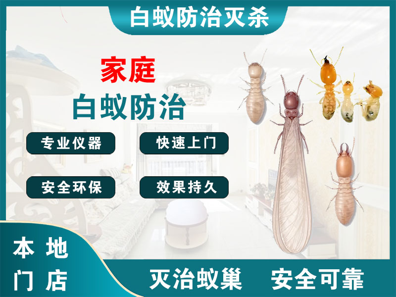 泰兴市家庭白蚁防治