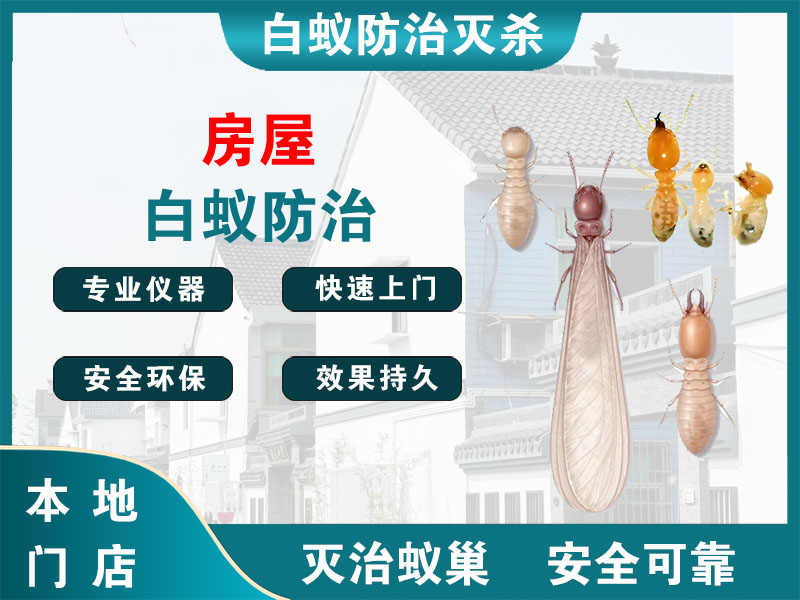 泰兴市房屋白蚁防治